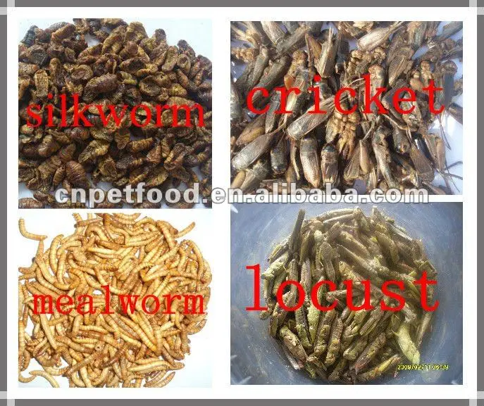 Кормление насекомых (mealworm; silkworm ...)