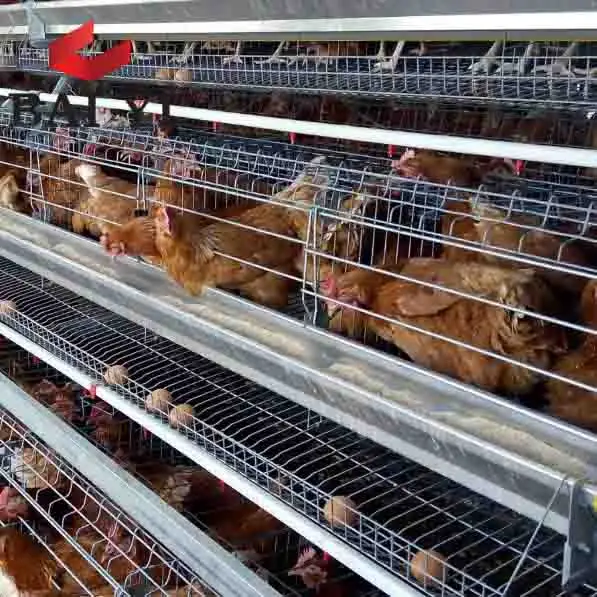 Ячейки для птиц яиц цыплят оптом (Найроби Кения)