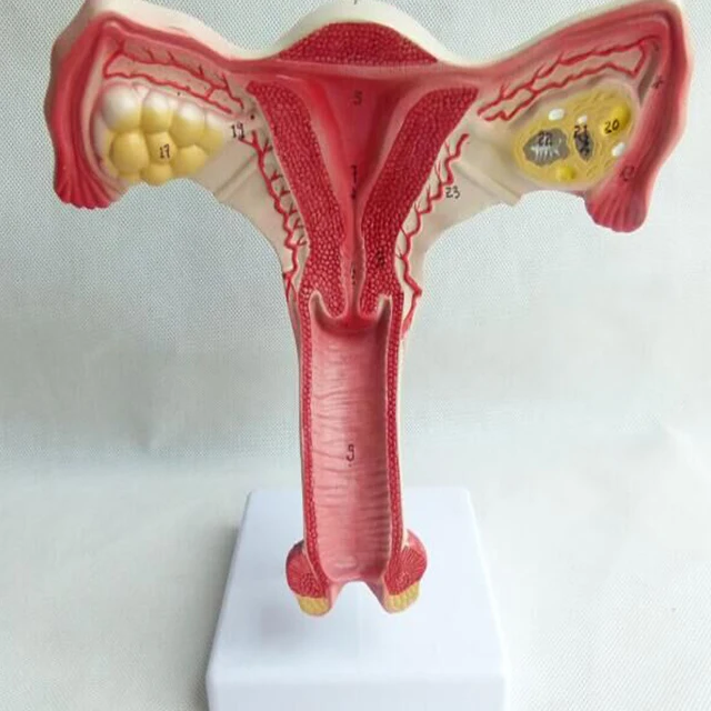 Medical Anatomy Female Reproductive Organ Model, Female Uterus Model For Medical Science
