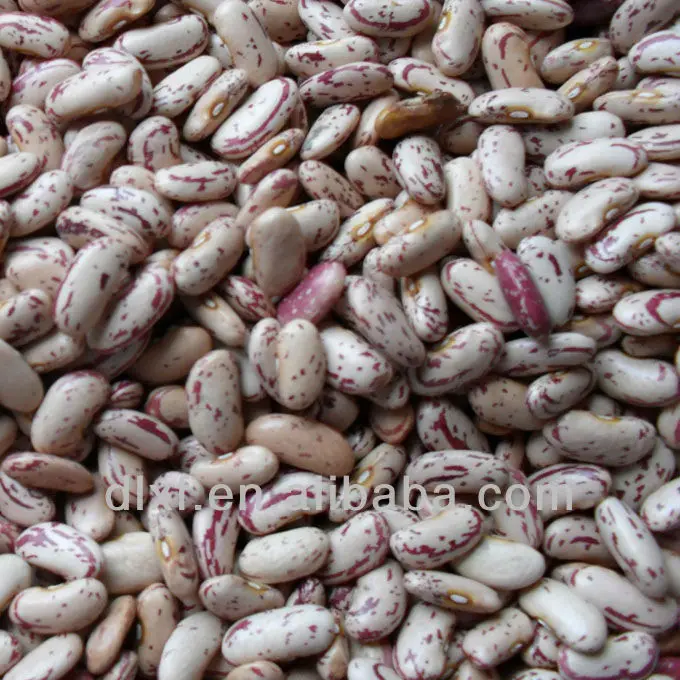 2013 crop purple speckled Kidney beans