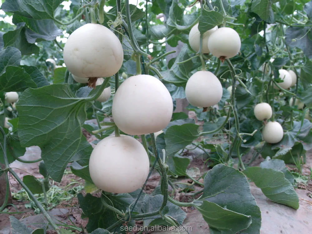 Sweet Girl 20 Chinese thin skin white hybrid melon seeds