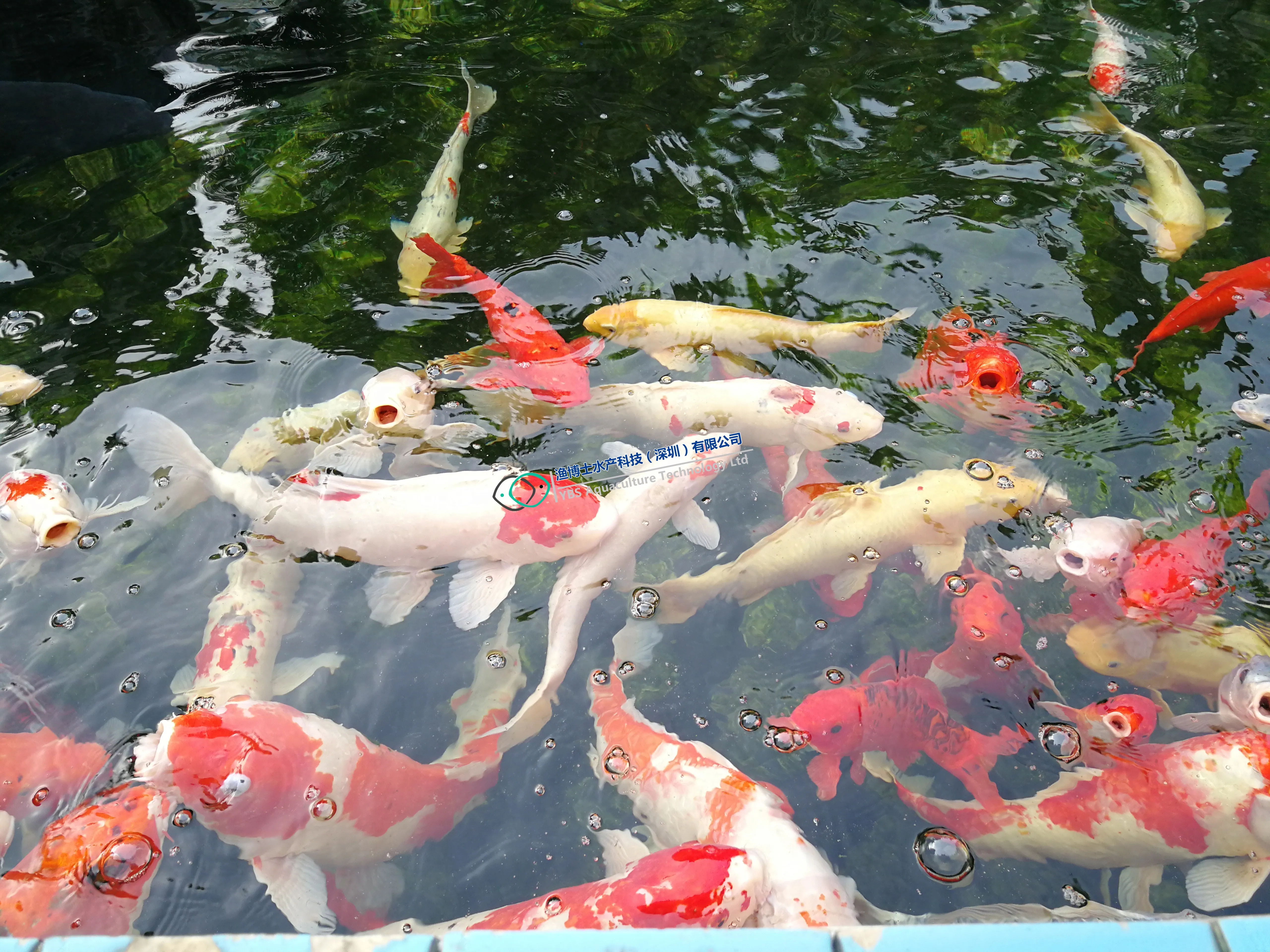 Factory direct marketing sale drum filter for koi pond filter