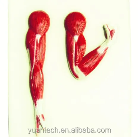 Human Muscles of the Arm 2 Parts Anatomical Plastic Model Toy