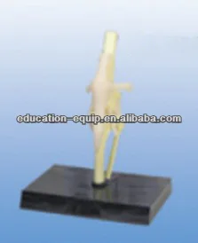 se62131 животных кости модели из собака коленного сустава