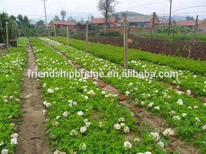 
Chinese Snowball Bush Tree Seedlings,Hydrangea L. 