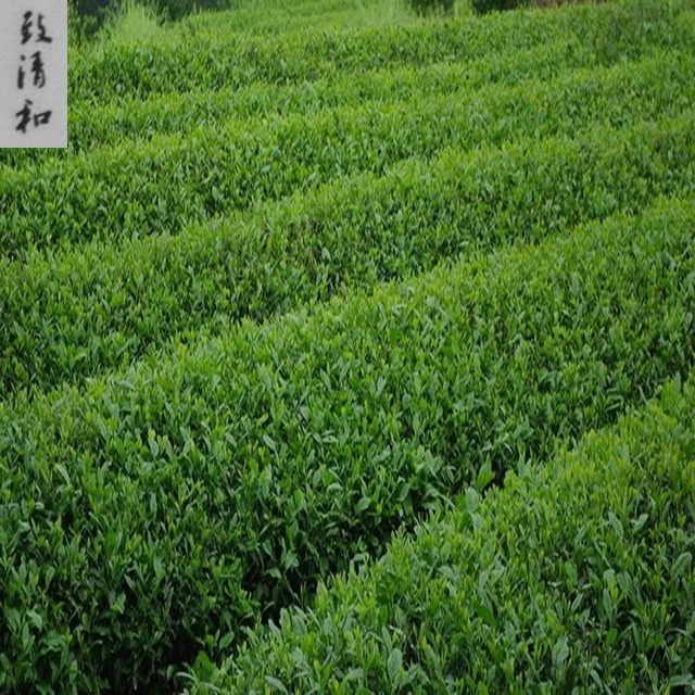 
perennial supply delicious matcha latte 