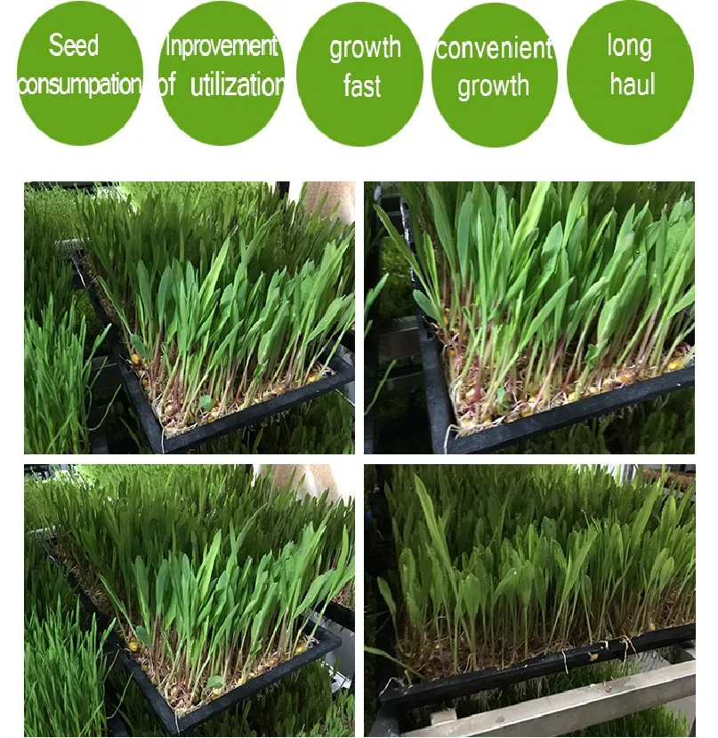 600*300mm Size plastic seedling tray for rice paddy seed nursery sowing