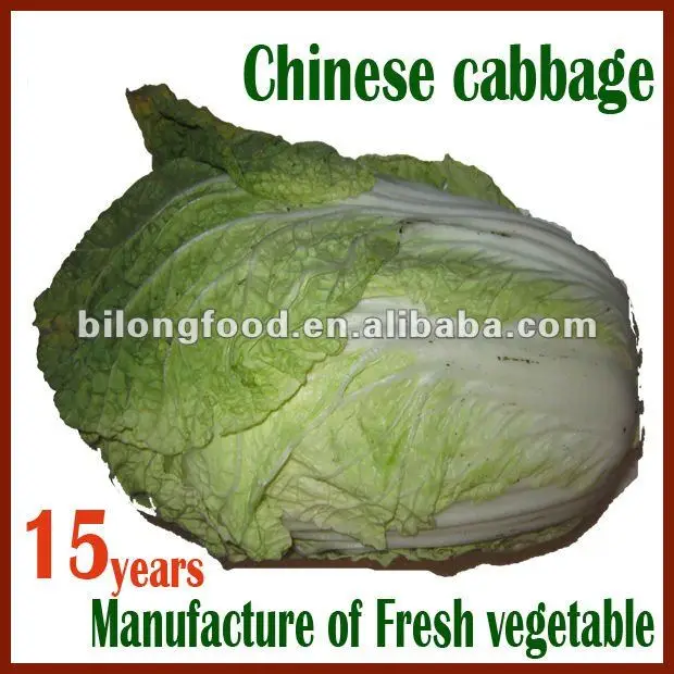 
2018 long white chinese cabbage from new farm (Shandong,Xiamen,Hebei) 