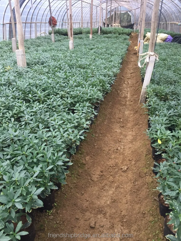 Очаровательное цветение бонсай зимняя Дафна одрора