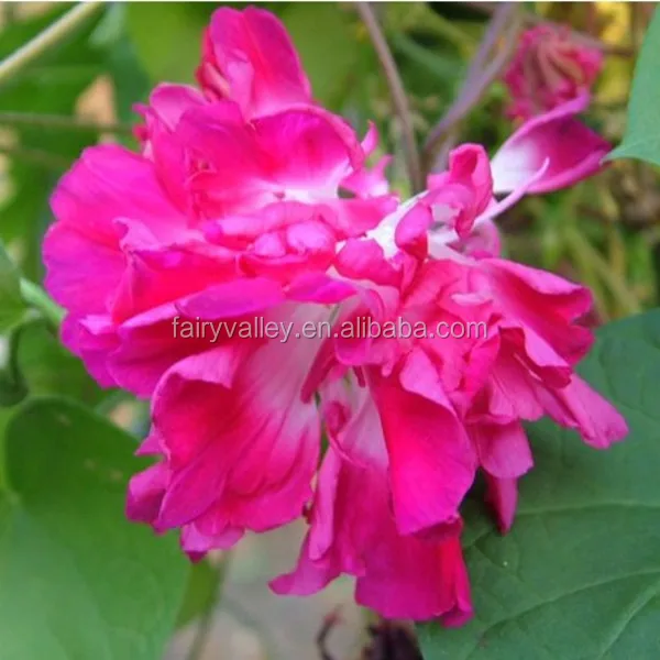 Newest Double morning glory seeds for planting