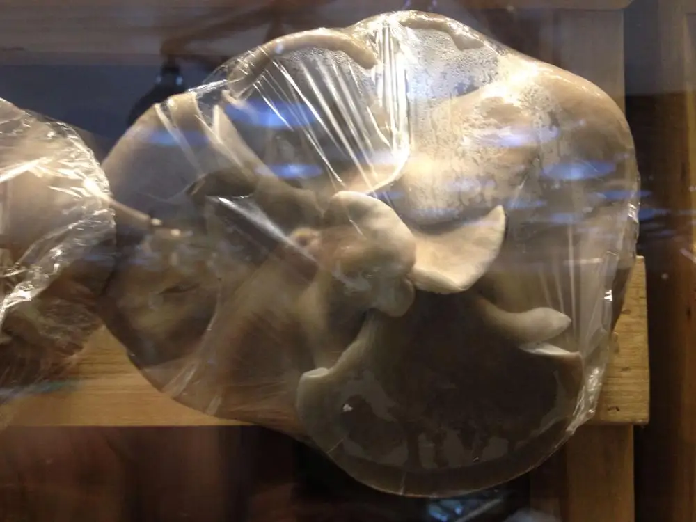 
Detan Oyster Mushroom Bag for export 