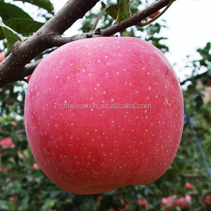 
chinese fresh red fuji apple 