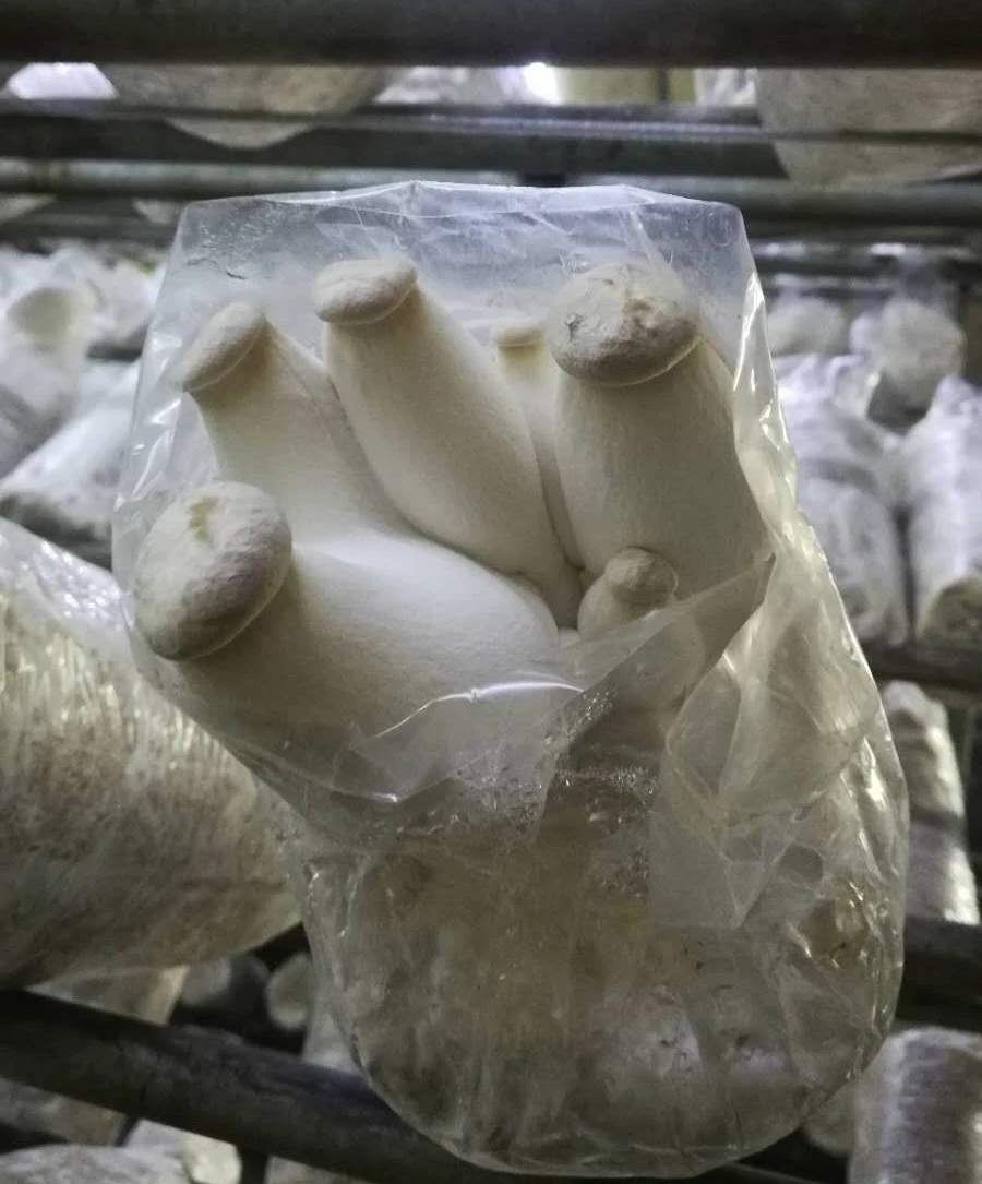 Органические пакеты для выращивания грибов Shiitake