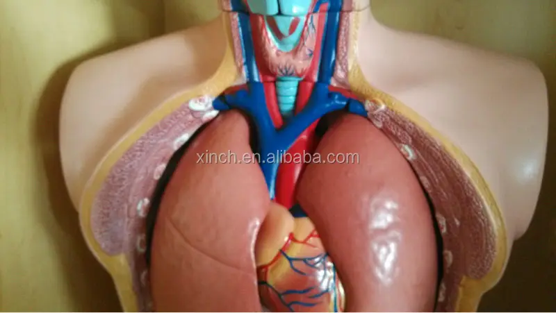 85CM half body male torso mannequin 19 Parts