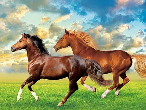 Wholesale of 3D Lenticular Pictures of Horse 5D Lenticular Printing of Animal for House Decor
