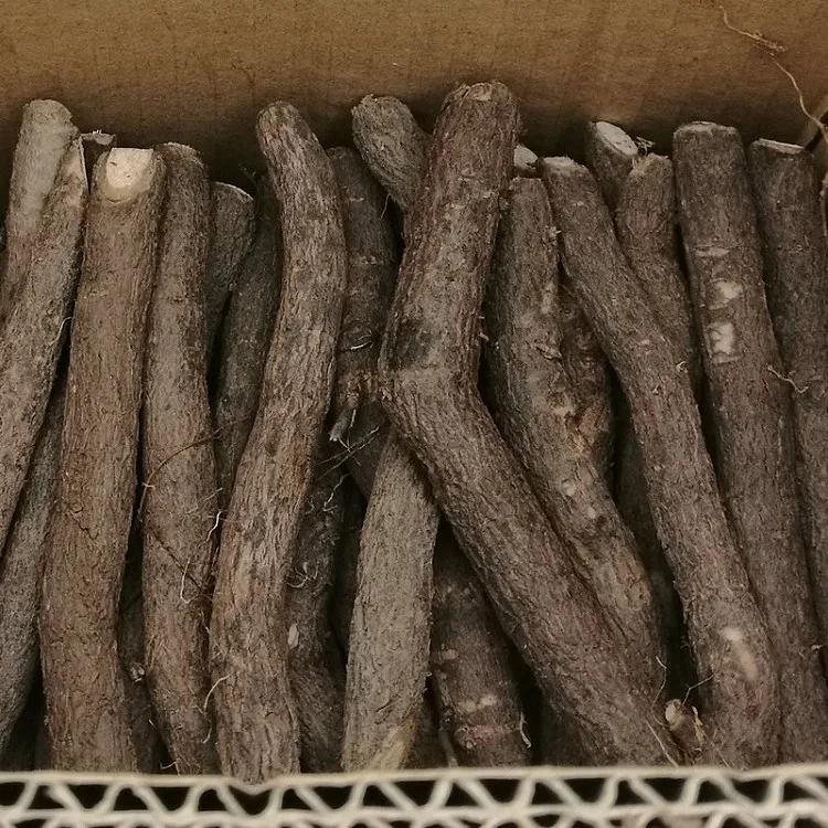 
Pao tong cold resistant hybrid paulownia 9501 cut root for planting 