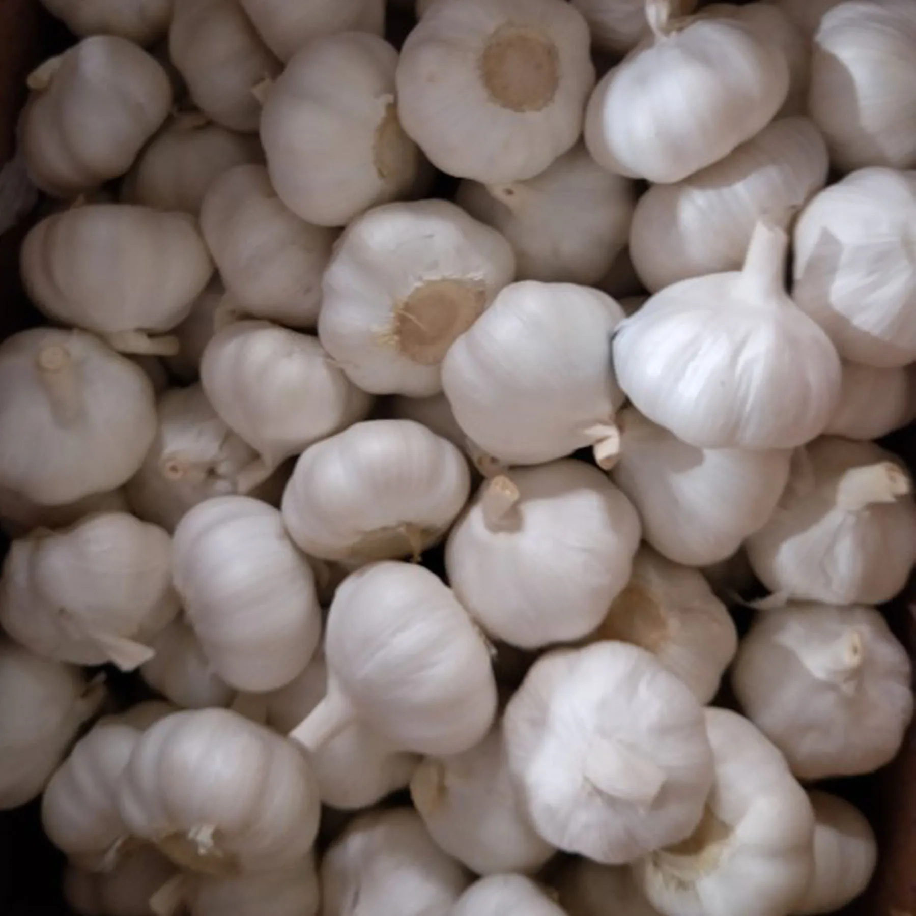 
chinese garlic fresh garlic from China garlic price 