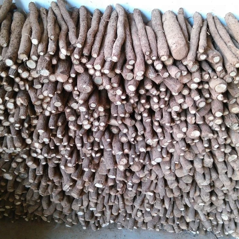 chinese high quality cold resistant fast growing paulownia tomentosa rootstock