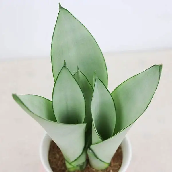 Комнатный бонсай Sansevieria Trifasciata «Лунный блеск» серебряное растение snakeplant