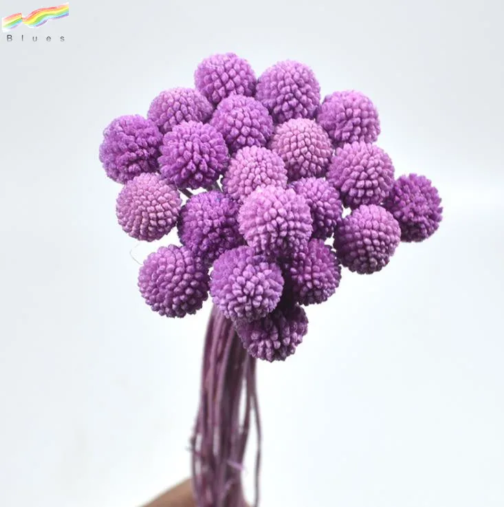 
Natural Craspedia Billy Balls Preserved Golden Ball Dried Flower for Decoration 20pcs/bag 