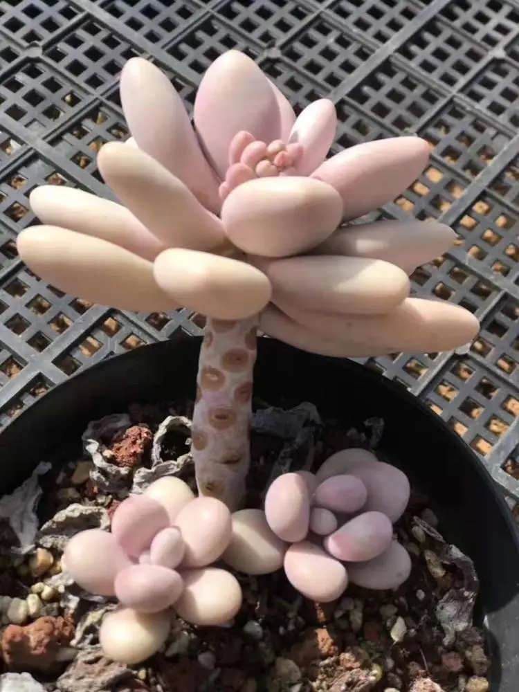 Виноградный аметист, суккулент бонсай, внутреннее украшение