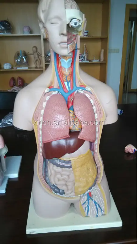 85 cm Human Body Anatomy Model For Medical And School Teaching