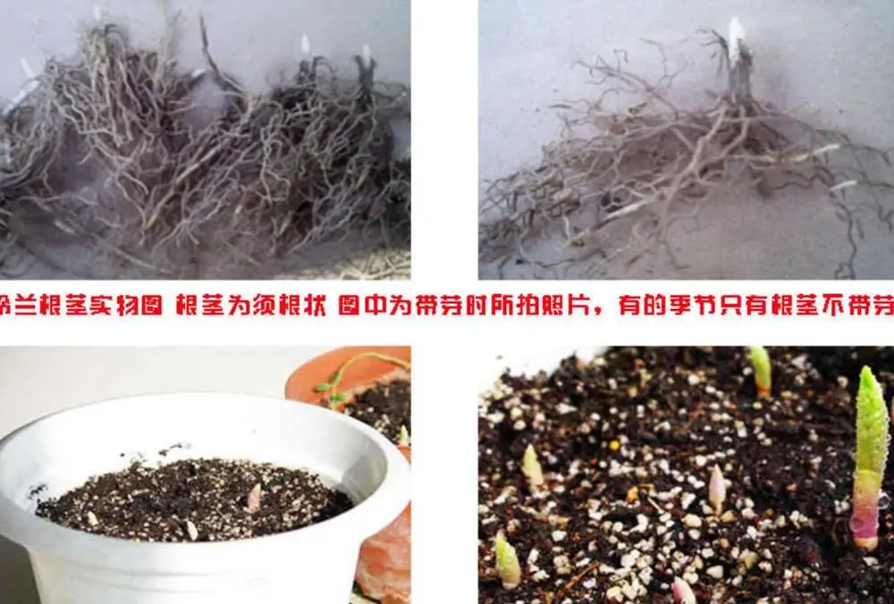 ladder to heaven Fresh live Convallaria majalis roots bulbs lily of the valley for planting