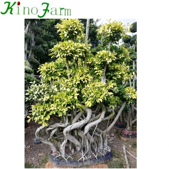 Living Bonsai Plants