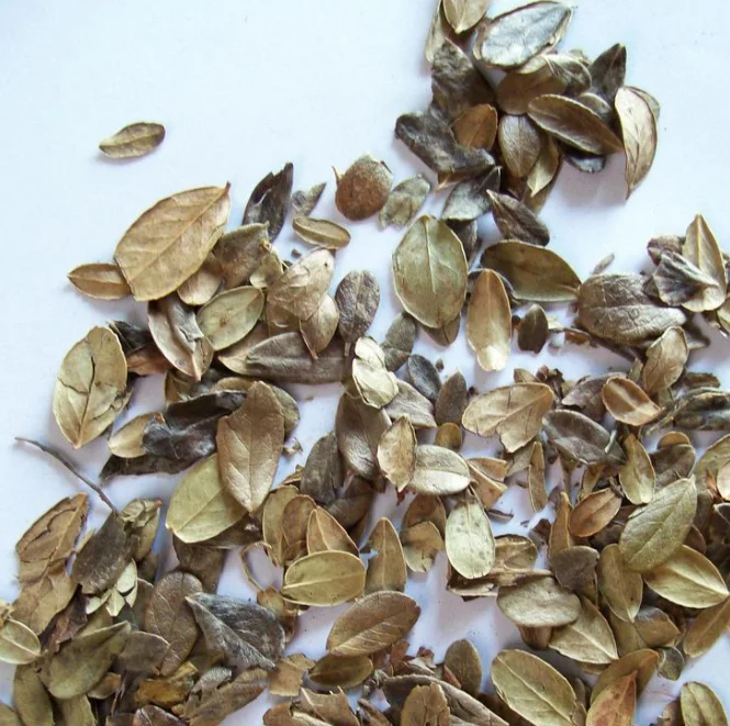 
100% pure cowberry leaf uva ursi herb loose leaf tea / Bearberry bark 