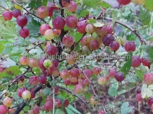 
Gooseberry fruit Seedling (Ribes reclinatum) 