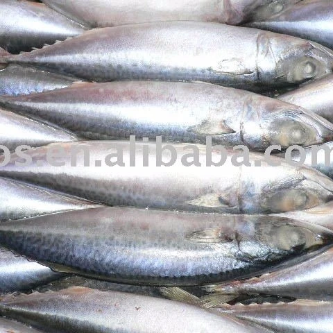 frozen pacific mackerel