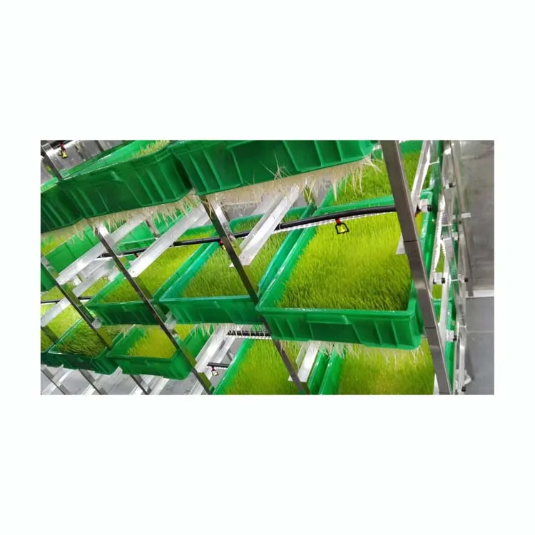 cow farm large hydroponic fodder system for growing barley bean garlic