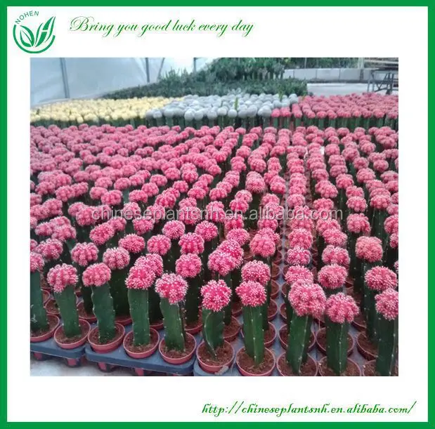  Неограненные комнатные кактусовые растения gymnocalydium Mihanovichii