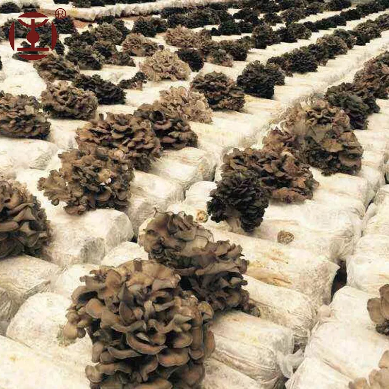 Hot Sale Maitake Mushroom Extract; Grifola Frondosa Polysaccharide Powder From Organic Planting Base