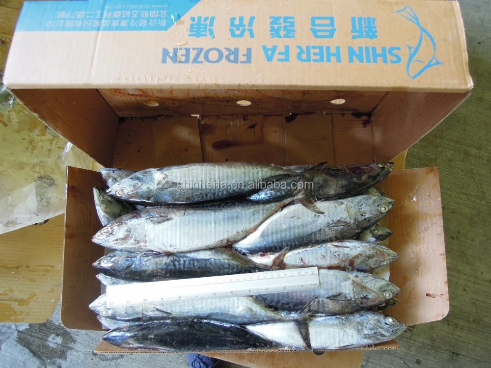 Taiwan Frozen Bonito Tuna 400/500 gram Euthynnus Affinis