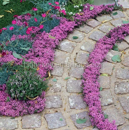 
S019 bai li xiang French Thyme seed 