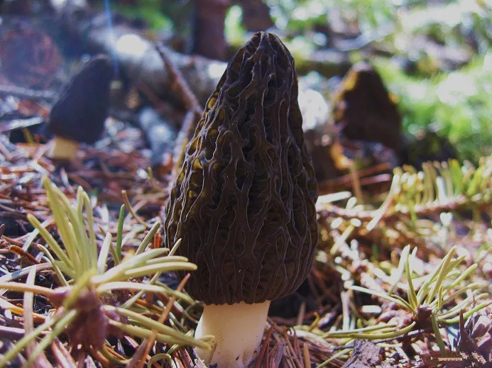 Detan Fresh Morchella Mushroom Production Price