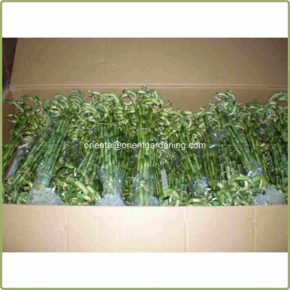 Стебель бонсай 15 см-100 см водная спираль счастливый бамбук