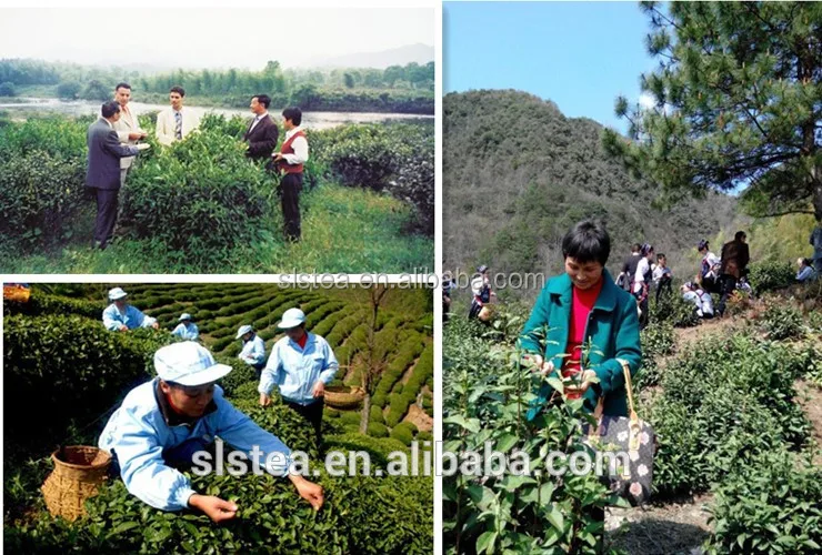 1 Кг Деревянный Ящик Пакет в течение 4011 Зеленый Чай из Китая Поставщика