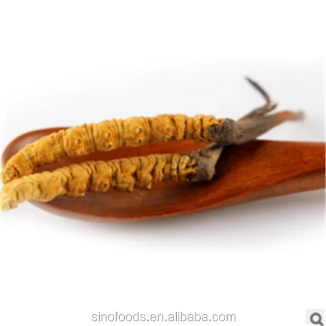 
Dong chong xia cao Cordyceps sinensis herbal remedies for cancer 