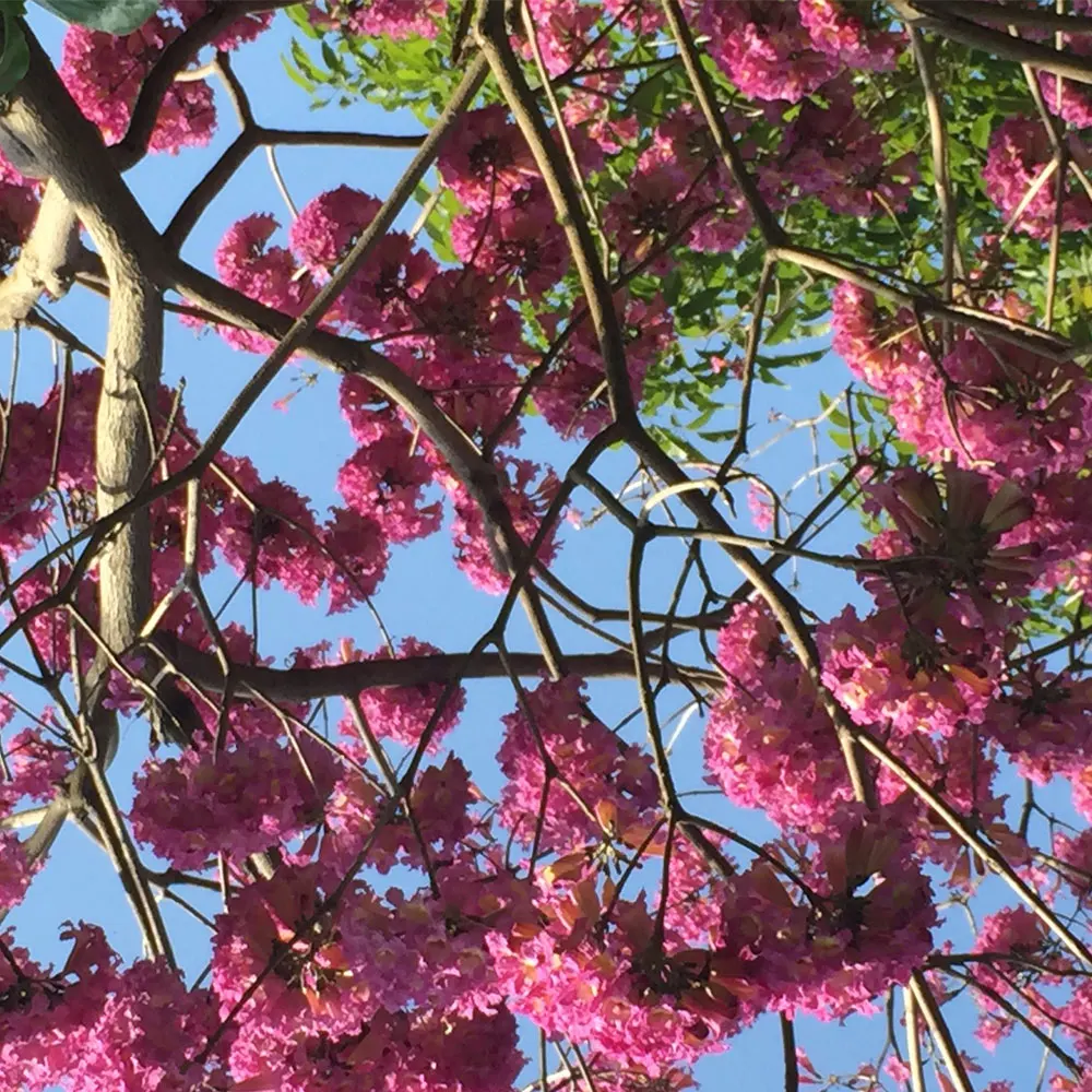 2021 Tabebuia pentaphylla seeds/Tabebuia pentaphylla seeds for Afforestation tree