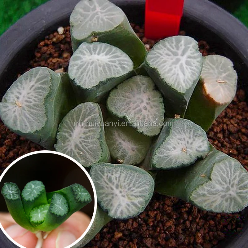 wholesale breed base mini succulent plants Haworthia for nursery