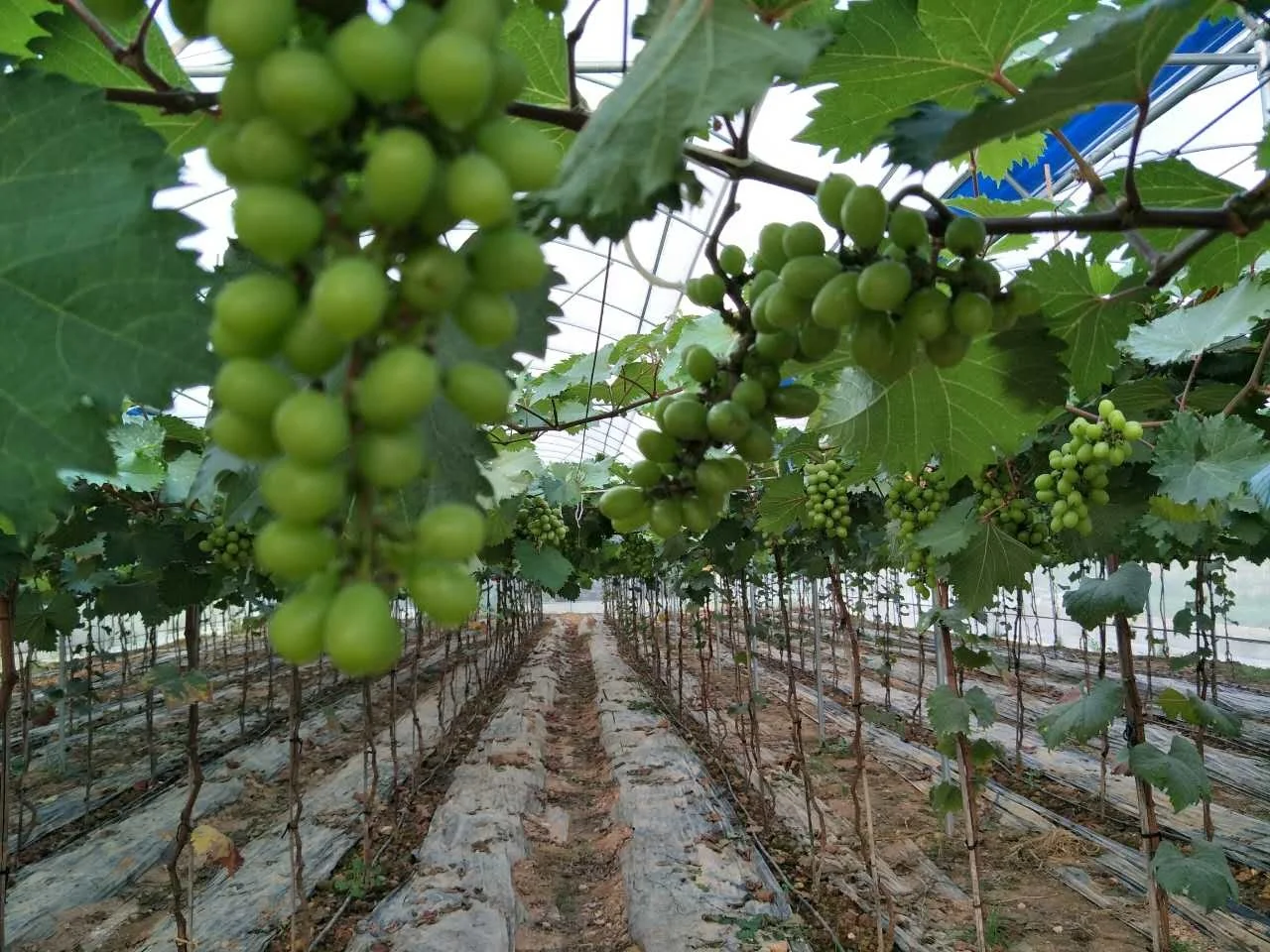 Greenhouse From Holland Type Plastic Film Single-Span Solar Greenhouse Grown Throughout the Year