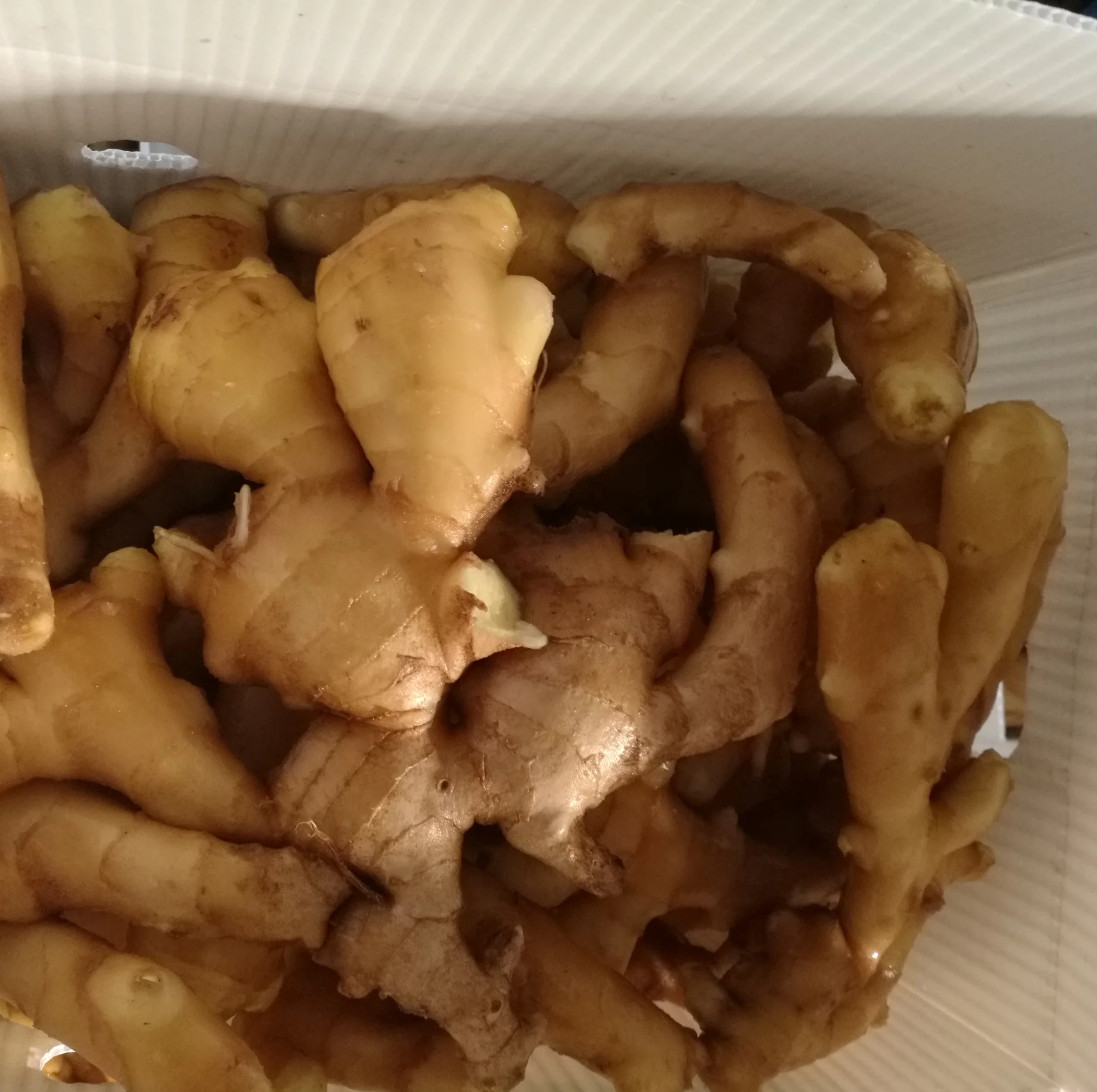 fresh /young fat/air/An qiu ginger