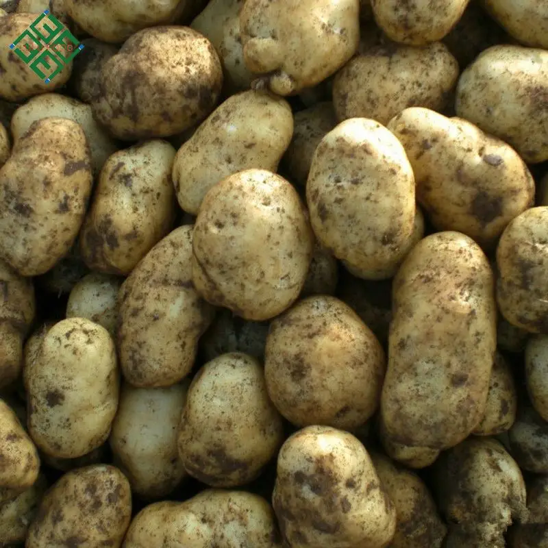 100% Exportable New Harvest Potato / Potatoes Supplier with cheap Price