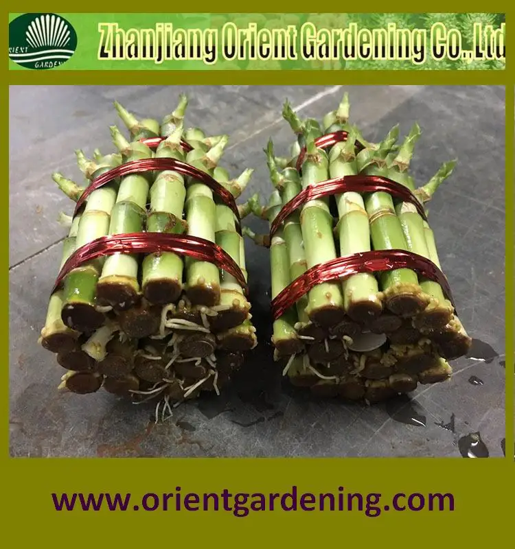 2-tier tower lucky bamboo bonsai dracaena sanderiana indoor decorative plants