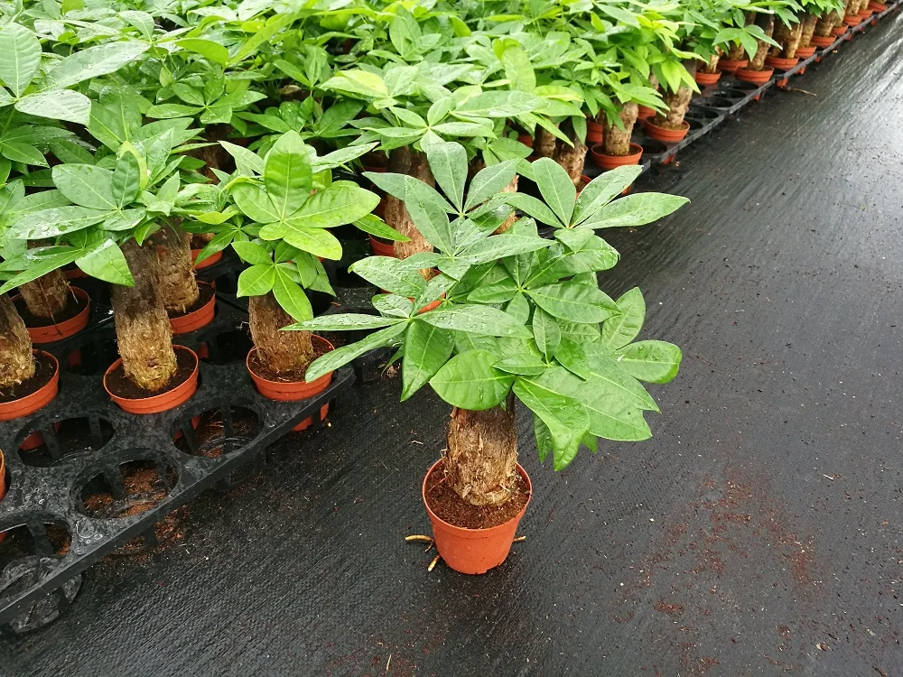 Mini Money trees bonsai--Pachira aquatica