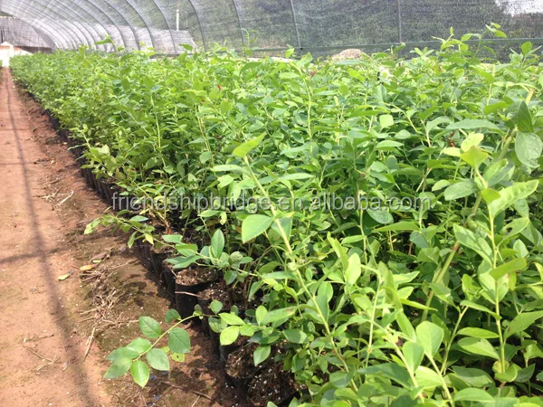 
Vaccinium Spp fruit seedling blueberry seedlings large quantity low price 