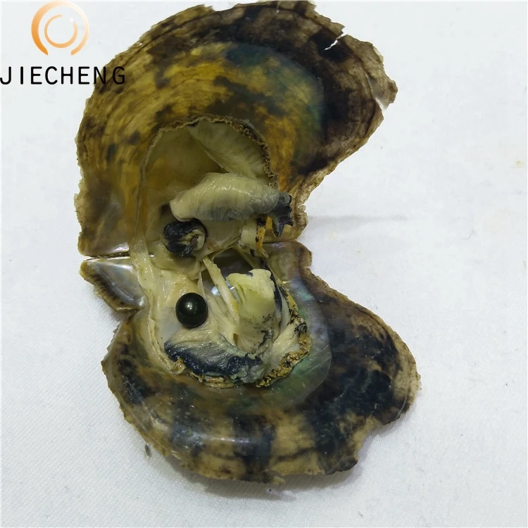 7-8mm seawater shell pearls wholesale pearl oysters with pearls