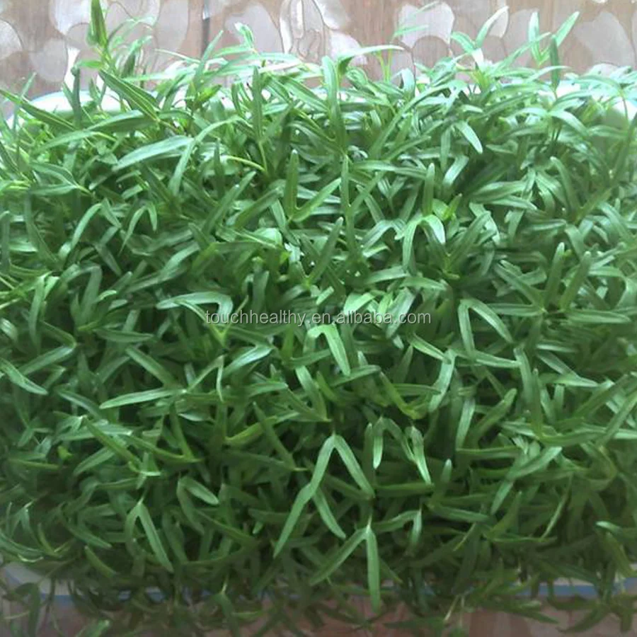 
2021 Touchhealthy supply water spinach seeds for planting as sprout/sprouting vegetable 